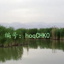 λ