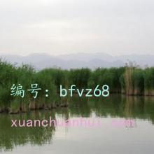 ߶